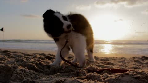 puppy playing on the sand