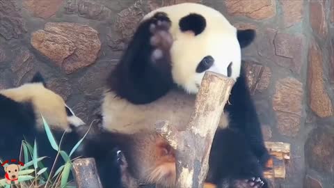 Cute panda video collection，Filmed in Chinese panda culture 2018