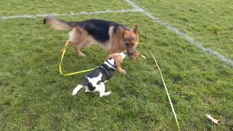 Young German Shepherd assists in recall training