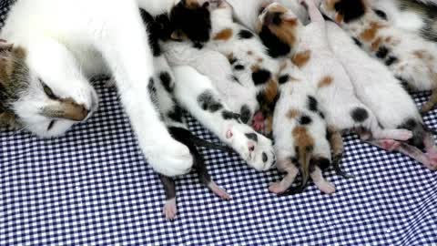 Mother cat is breastfeeding her kitten