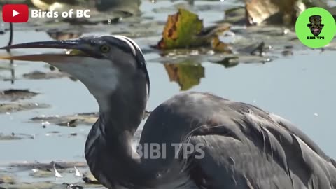 35 Scary Moments Birds Swallow Their Prey Faster Than You Can Blink | Birds swallow their prey