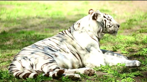 White Tiger Cubs Playing In The Grass #shamopakistani