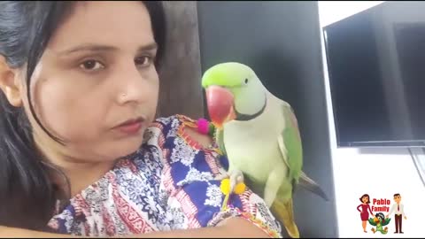 Mummy ka Gussa Pablo Parrot Vs Mumma p3