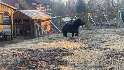Mini Horse Licorice Excited A 12.2022