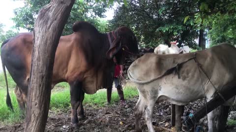 Cow meeting cow crossing cow breeding cow life village