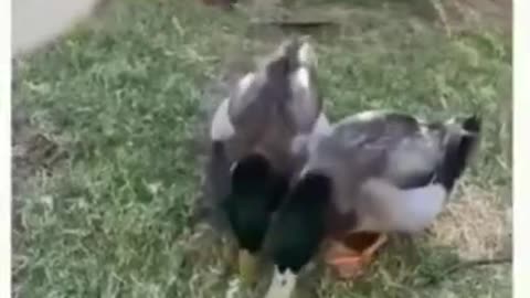 Funny Animal Clips - Silly Ducks - Crazy Wildlife #Shorts