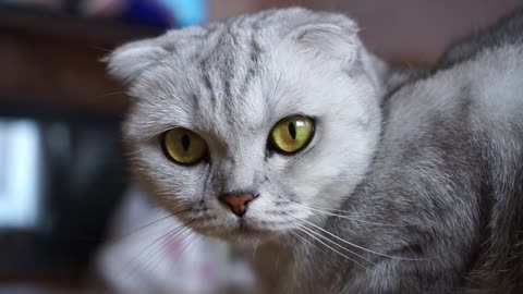 Close Up Footage Of A Scottish Fold Cat's Face