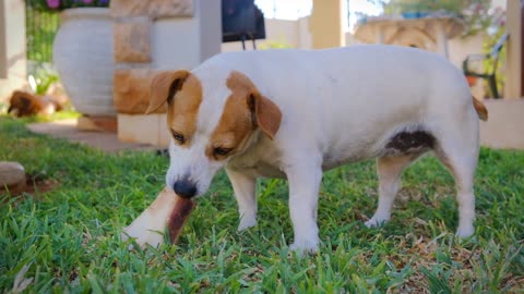 Cute dog eating a food || please share and follow