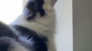 Pup Sings from Windowsill