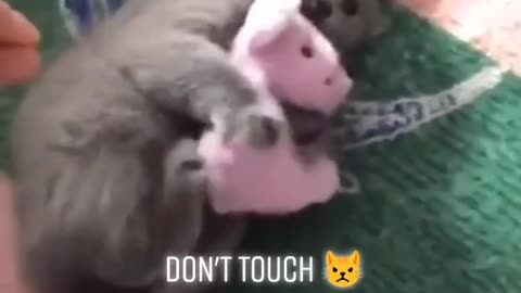 Dont touch cat animals cute funny