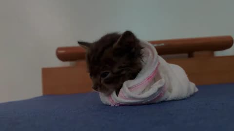 "Bathing Bliss: A Kitten's First Dip"