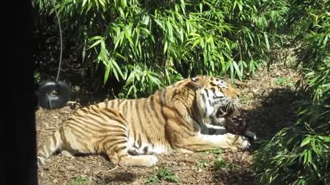 Hungry tiger is eating something.