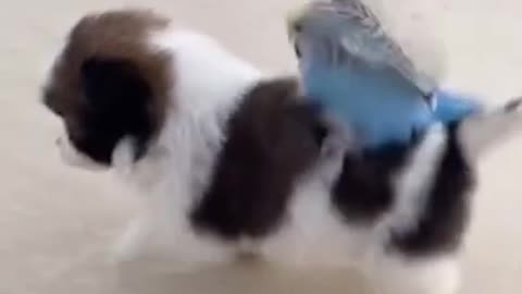Dog walks with bird on it's back!! Funniest Pets - Awesome Funny Pet Animals Videos