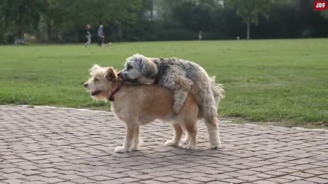 Why dog stuck after matting