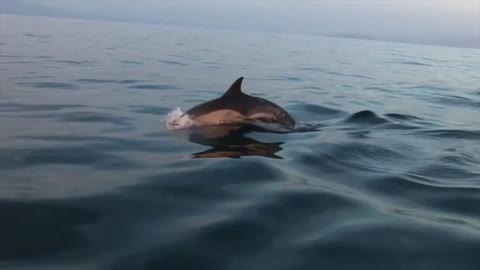 Ireland's Marine Life - Meet the Cast