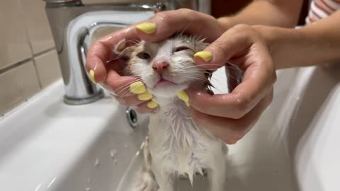 Baby Kitten Bathing for the First Time!