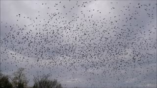 Thousands Of Birds Flying Over Taylorsville Kentucky