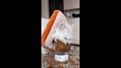 Funny animal video