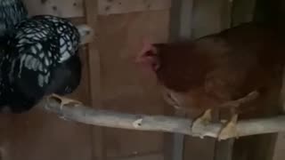 chicken buddy