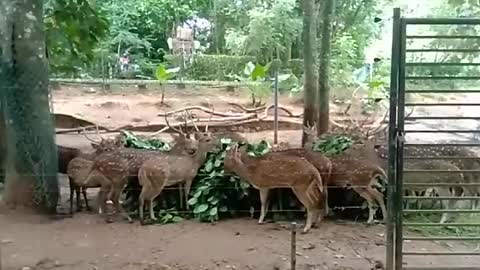 Ceylon Spotted Deers
