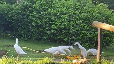 Runner Ducks Love Playing in Sprinkler