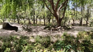 Zoo Miami Jackals VID_20220420_121915