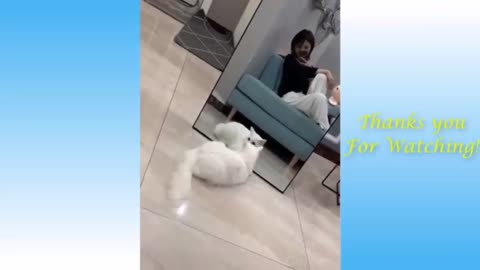 Cat playing in front mirror. Funny cat video 2021