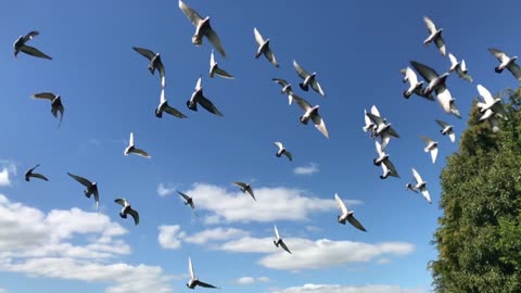 Pigeons Flock Flying Birds Flight Nature Wings