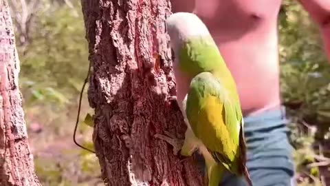 Tear Wood To Find Parrots_ A lot of Birds parrot