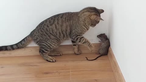 BIG CAT vs BIG RAT