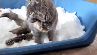 Indoor Cats Introduced to Snow