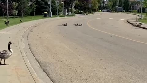 Nature and bird: Geese roadblock