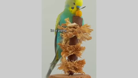 Parakeet sandwich 🥪