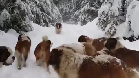 Large St. Bernard Family On a Snow Hike in the Mountain