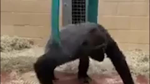 Gorilla Loves Playing