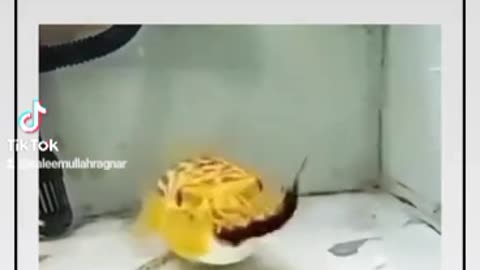 Fish eating dangerous insects in seconds/ how is this possible