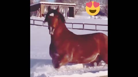 beautiful horses | beautiful big horses | big beautiful horse || funny hors |