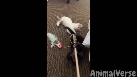 🐾Funniest Dogs and Cats You Can Watch😂🐶🐱