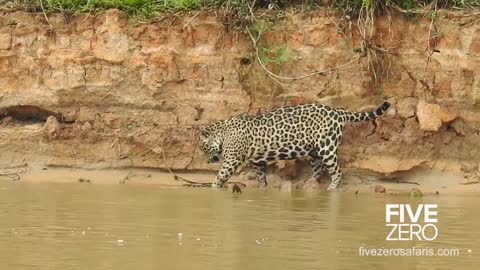 Jaguar vs anaconda in brazil