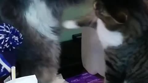 cat funny fight \ best fighting video