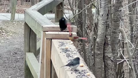 Toronto bird variety