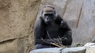 Gorillas in San Diego
