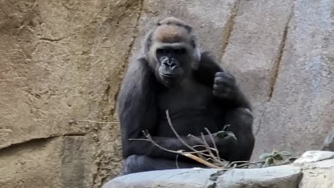 Gorillas in San Diego