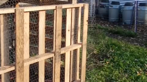 Flock it Farm: DIY goat shelter made of free wood pallets