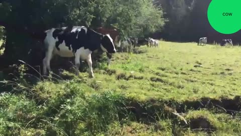 Cows grazing in the field I cows moaning episode 3