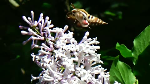 Hawk Moth