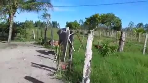 dog vs rooster who wins ? watch now and Wait for the surprise