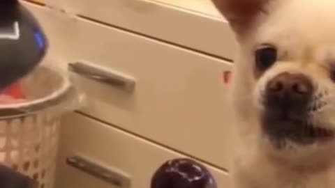 Little Chihuahua Gets Angry So Cute
