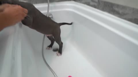 Pitbull Puppy's First Bath