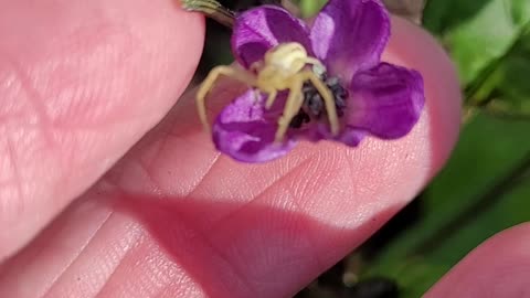 This Friendly Little Crab Spider Was Protecting My Pepper Plant From Pollinators